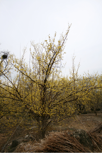 산수유,봄,봄날,봄꽃,꽃,노란색,감성,spring,flower,봄길,풍경,봄,계절,spring,season,식물,자연,plants,nature,꽃,flower