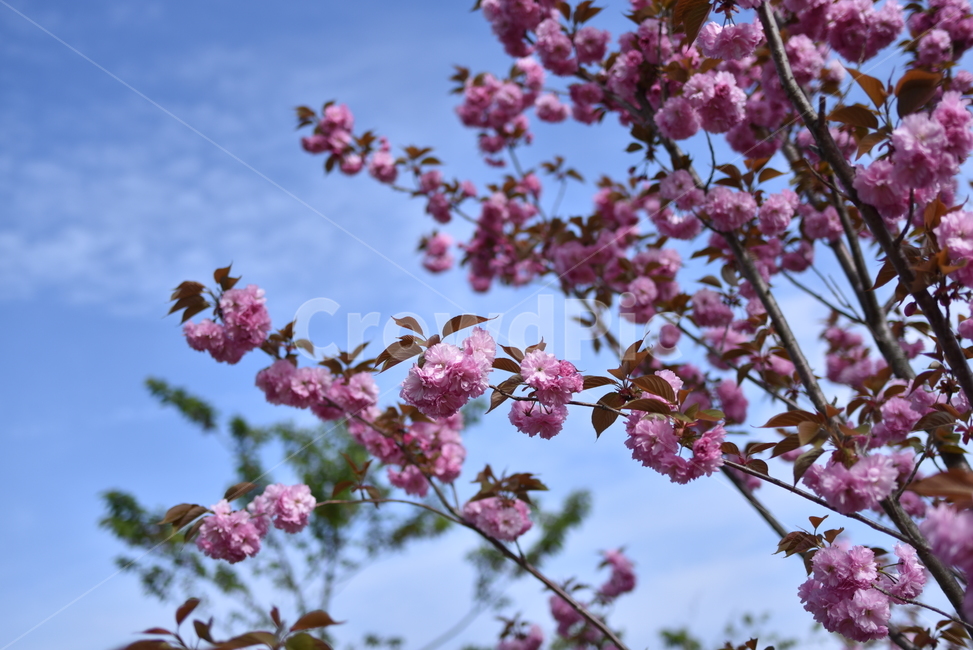 겹벚꽃,제주겹벚꽃,꽃나무,이쁜꽃,겹벛꽃,식물,자연,plants,nature,꽃,flower