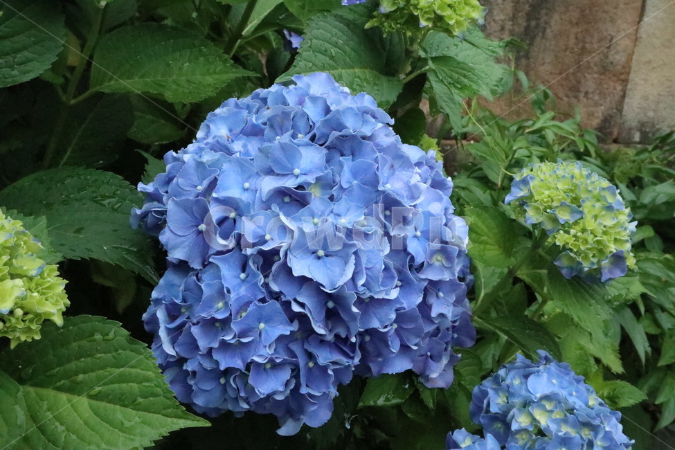 수국,파란꽃,파란색꽃,자연,꽃,식물,자연,plants,nature,꽃,flower