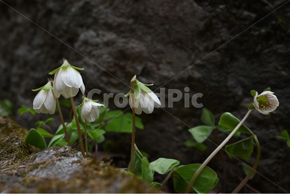야생화,주왕산꽃,흰꽃,큰괭이밥,봄꽃,식물,자연,plants,nature,꽃,flower