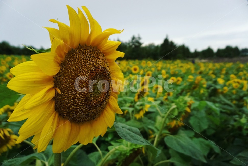 해바라기,여름,항몽유적지,제주,제주도,꽃,sunflower,식물,자연,plants,nature,꽃,flower
