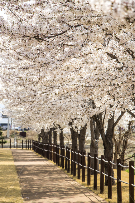 벚꽃,꽃길,길,봄,나들이,배경,계절,꽃,자연,식물,한국,봄,계절,spring,season,자연,풍경,nature,landscape,plant,blossom,flower