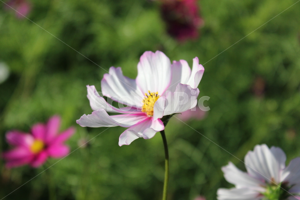 plant,식물,pollen,화분,코스모스,하얀코스모스,꽃,가을꽃,꽃잎,정원,garden