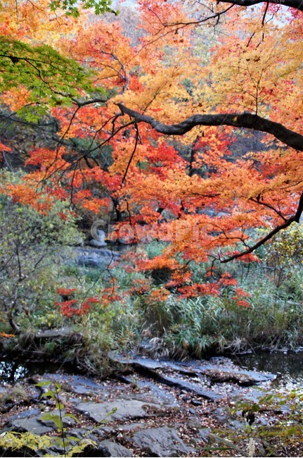 가을,단풍,나무,자연,식물,풍경,자연풍경,감성,autumn,nature,season,계절,emotion,trees,낙엽,가을,계절,fall,autumn,season,tree,plant,maple,leaf,잎