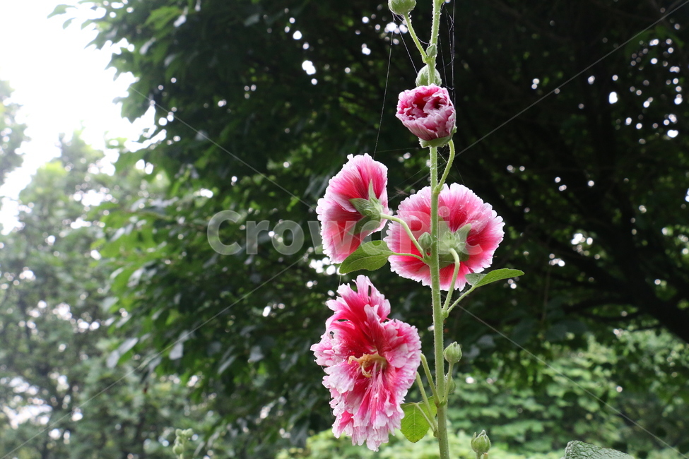 접시꽃,꽃말,단순,단순한사랑,접시꽃당신,식물,자연,plants,nature,꽃,flower
