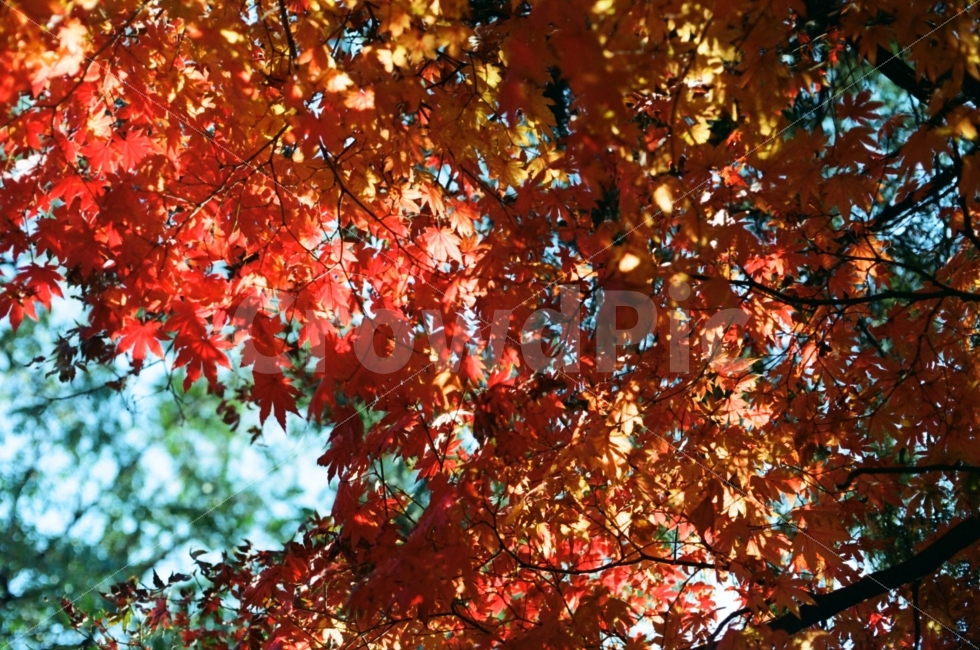 가을,단풍,자연,풍경,감성,나무,가을,계절,fall,autumn,season,식물,자연,plants,nature,leaf,잎,plant,tree,maple