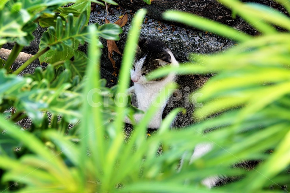 고양이,길고양이,동물,야옹이,귀여움,흑색,초록색,길,자연,풍경,cat,animal,cuteness,black,green,동물,animal,포유류,mammal,고양이,cat,kitten,kitty