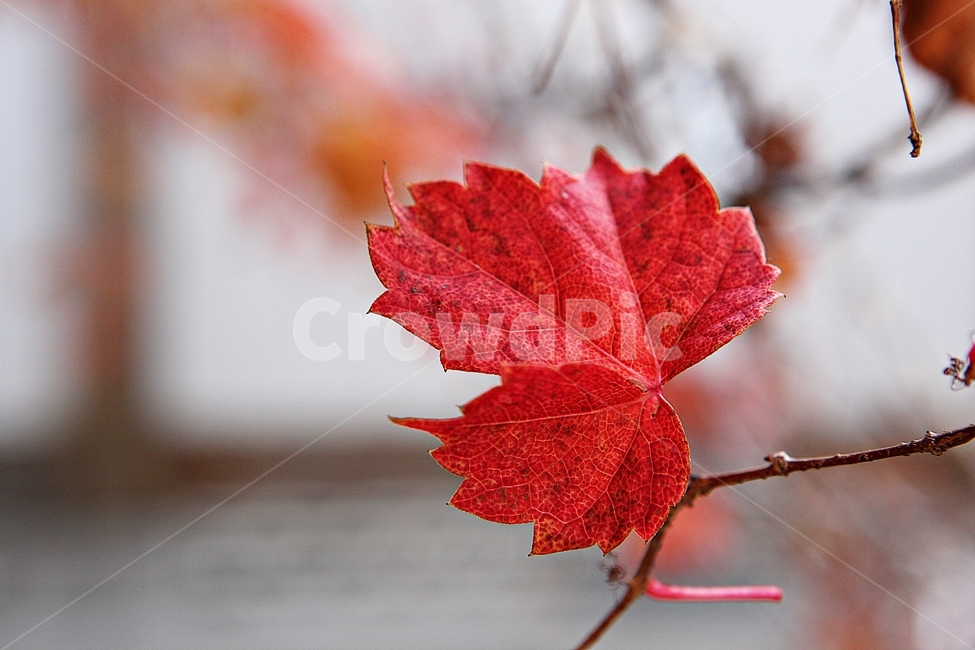 단풍,낙엽,가을,잎,식물,자연,계절,감성,색,색감,넝쿨식물,공원,가을,계절,fall,autumn,season,leaf,plant,tree,나무