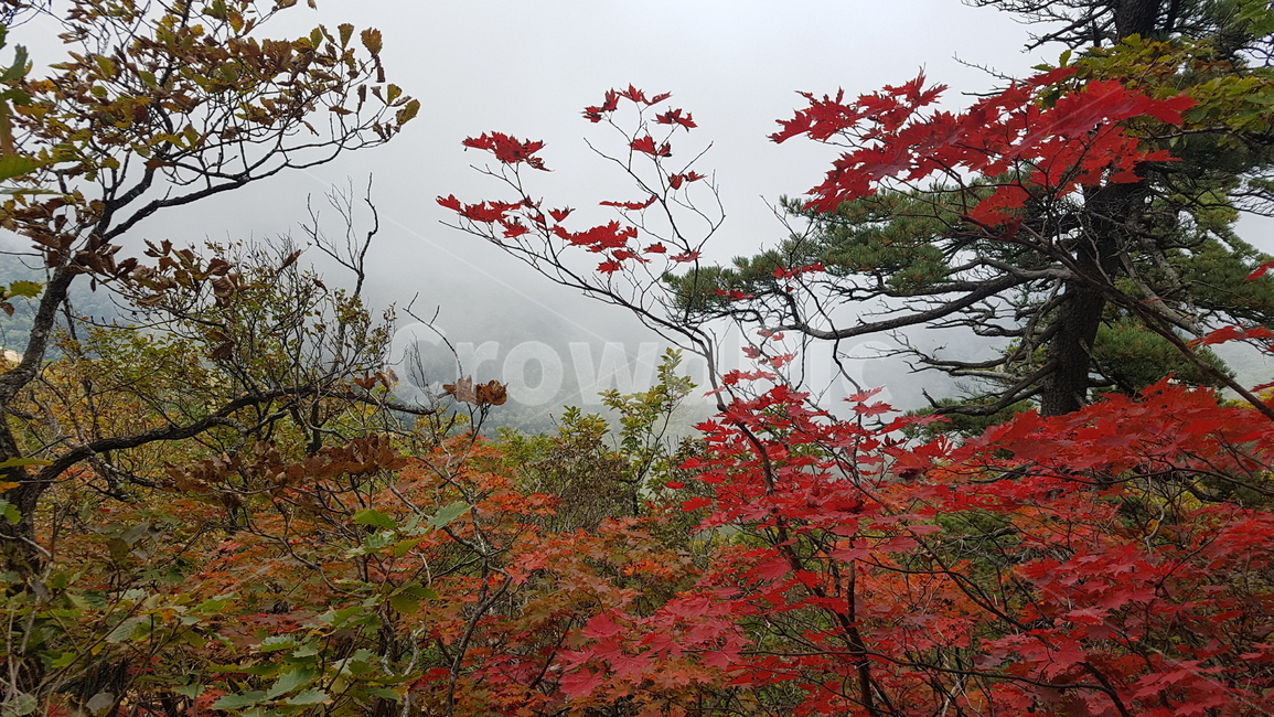 설악산,가을,단풍,공룡능선,운무,가을,계절,fall,autumn,season,자연,풍경,nature,landscape,leaf,잎,plant,식물,tree,나무,maple