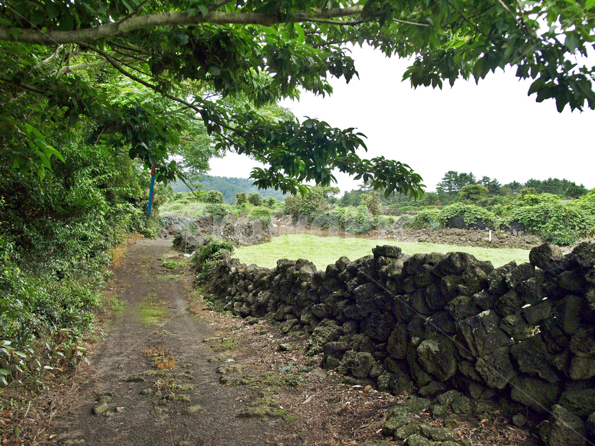 김녕농로,제주,올레19코스,올레길,밭,돌담,자연,풍경,nature,landscape,제주도,jeju,jeju island,ground,바닥