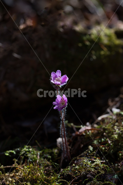 노루귀,야생화,봄꽃,들꽃,분홍노루귀,자연,식물,자연,plants,nature,꽃,flower