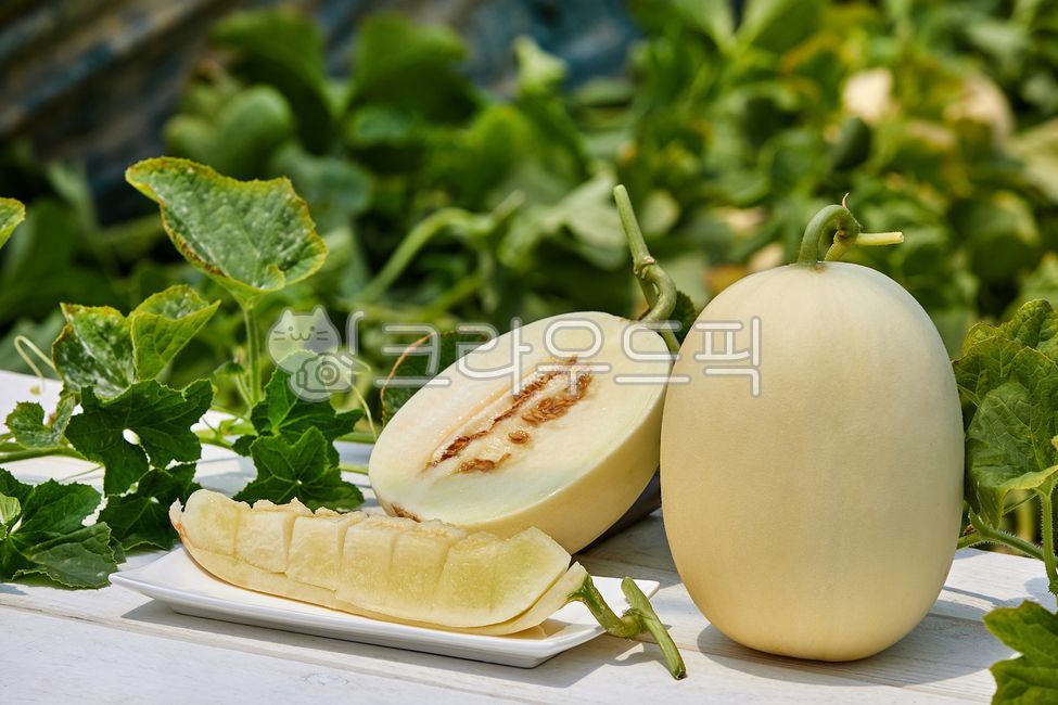 Cheonan Susin Melon,susinmelon,fruit,crops,agriculture,harvesting,white,Agriculture,melon,harvest,Fruit,cheonansusinmelon,food ingredients,leaf,food,cultivation,housemelon,White,culture,plant,house melon,stem