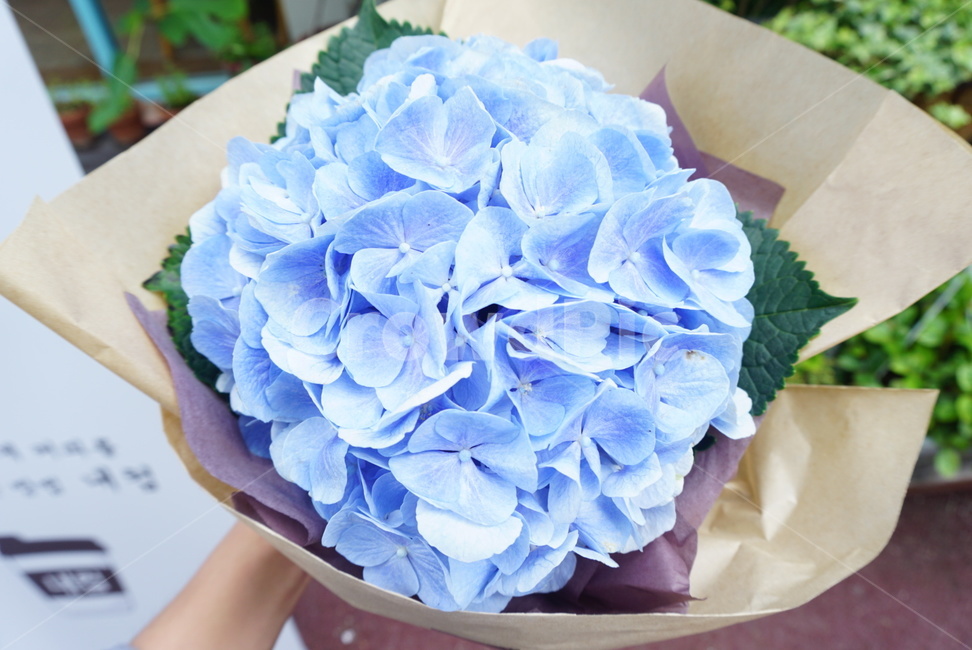 수국,꽃,수국꽃,꽃말,꽃다발,플라워,flower,수국화,예쁜꽃,여름꽃,생화,조화,자연,나비,꽃,flower,기념일,축하,anniversary,congratulation,celebrate,celebration