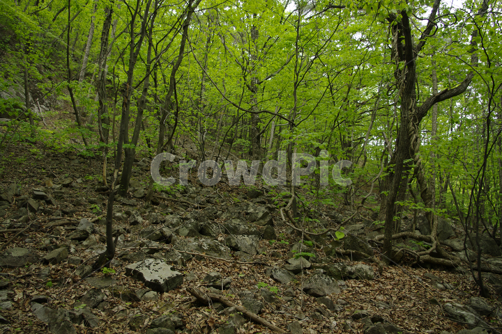 숲,나무,풍경,식물,초록,자연,풍경,nature,landscape,ground,바닥,tree,plant