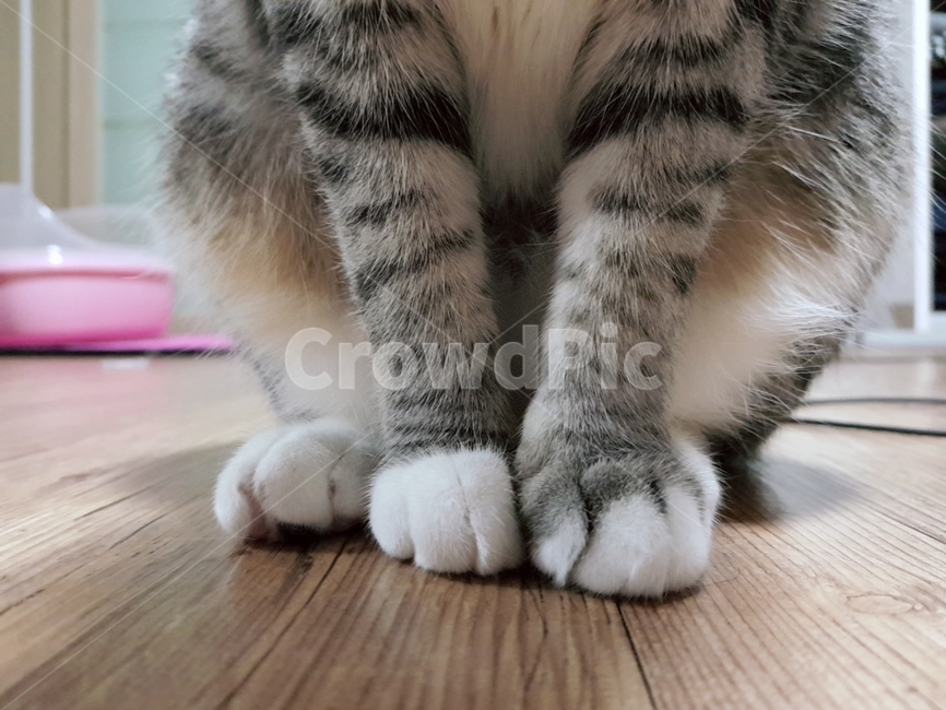 고양이,암컷,믹스묘,흰양말,고등어태비,길냥이,반려동물,가족,pseudoidea,cat,앉은모습