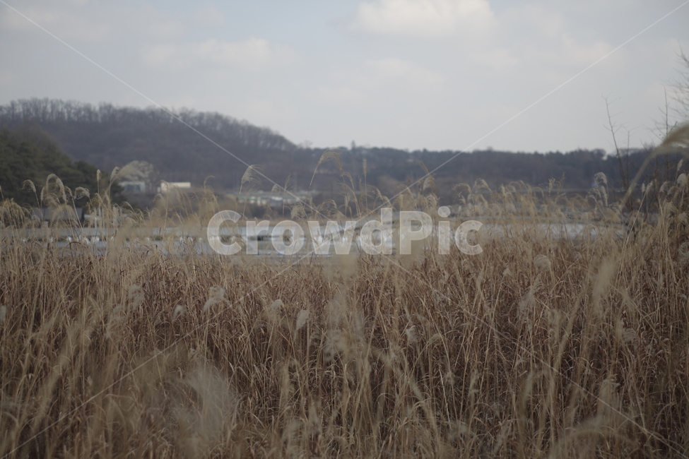 풍경,공원,호수,억새,가을,호수공원,광교호수공원,하늘,구름,파랑,자연,자연,풍경,nature,landscape,grass,잔디,plant,식물,lawn