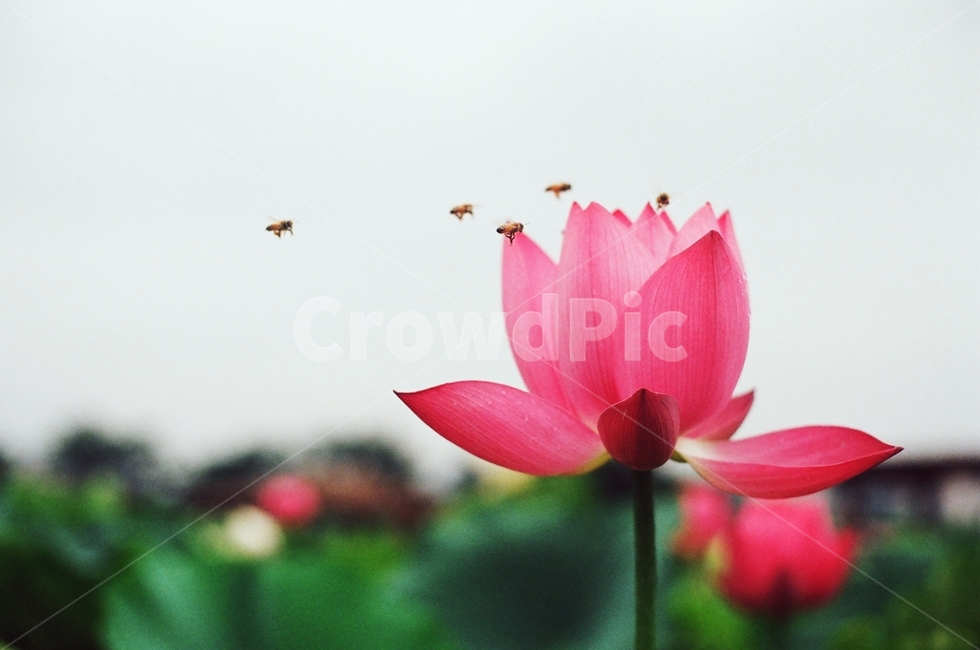 연꽃,해바라기,식물,능소화,감성,꽃,여름,플라워,식물,자연,plants,nature,꽃,flower