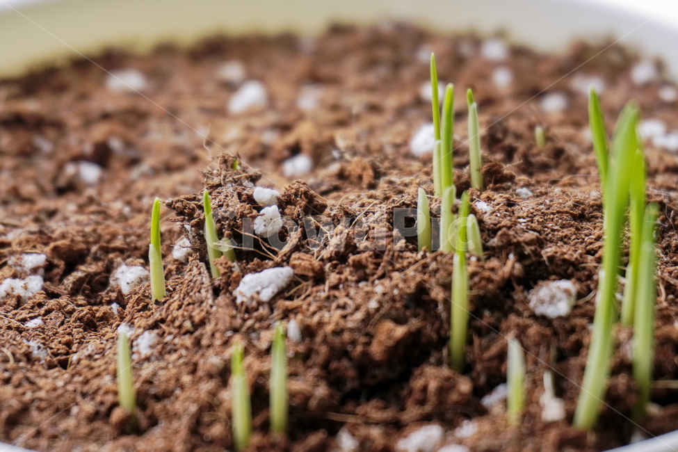 plant,식물,sprout,새싹,봄,spring,초록,green,땅,ground,soil,흙,비료,growing,자라다,화분