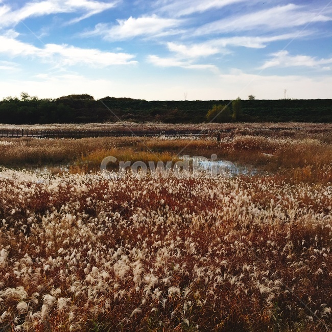 갈대,자연,구름,야외,nature,자연,풍경,nature,landscape