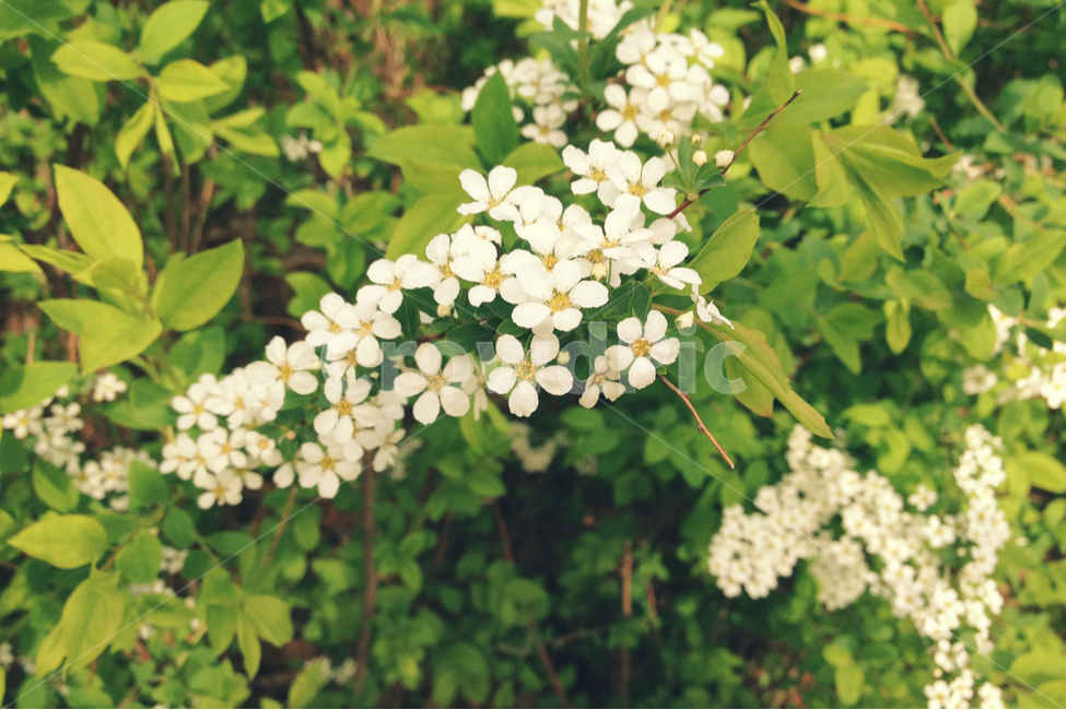 자연,꽃,식물,봄,잎사귀,leaf,flower,nature,백드라운드,그린,초록,하얀꽃,감성사진,식물,자연,plants,nature,꽃,flower,감성,sensible,feeling