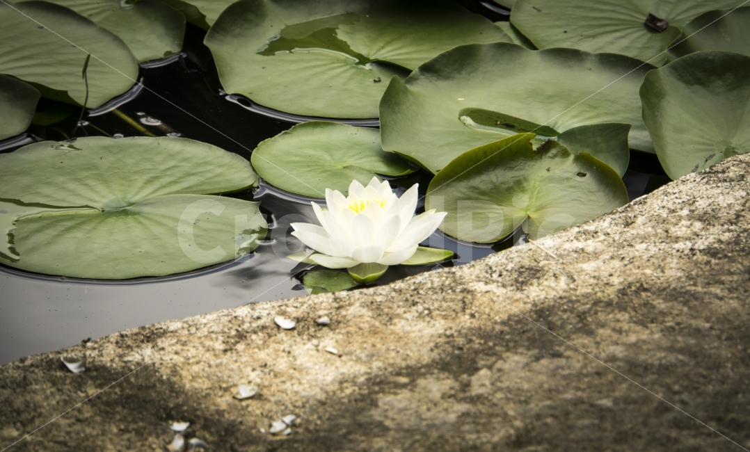 선비촌,소수서원,수련,여름,여행,영주,조경,힐링,flower,고귀함,자연,식물,자연,plants,nature,꽃,flower
