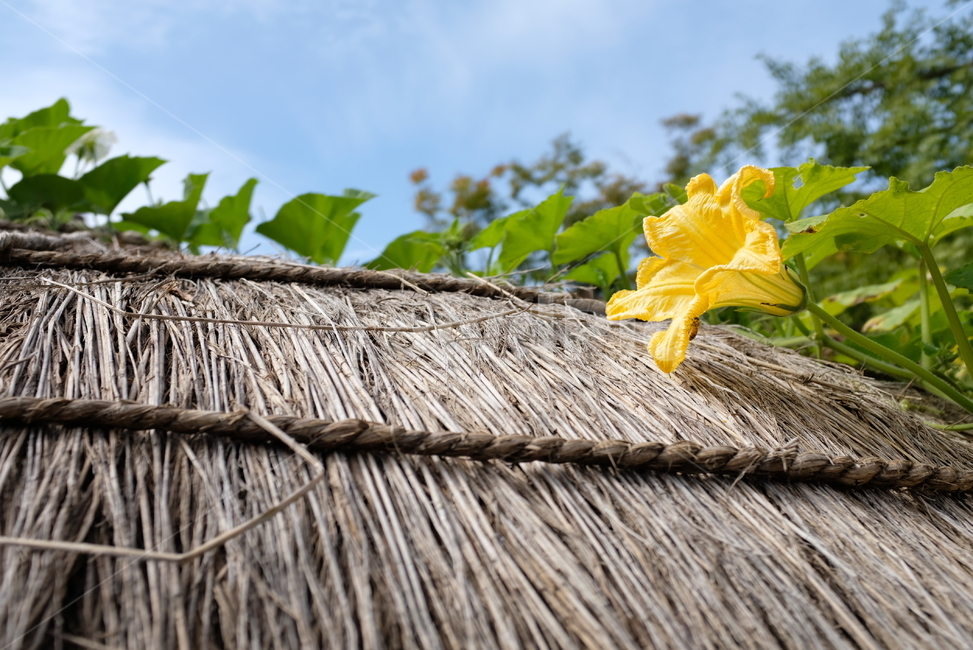 자연,호박꽃,초가집,지푸라기,꽃,straw,nature,flower,pumpkin,한국전통,한국문화,korean traditional,korean culture,건축물,건물외관,exterior,building,structure,architecture,construction
