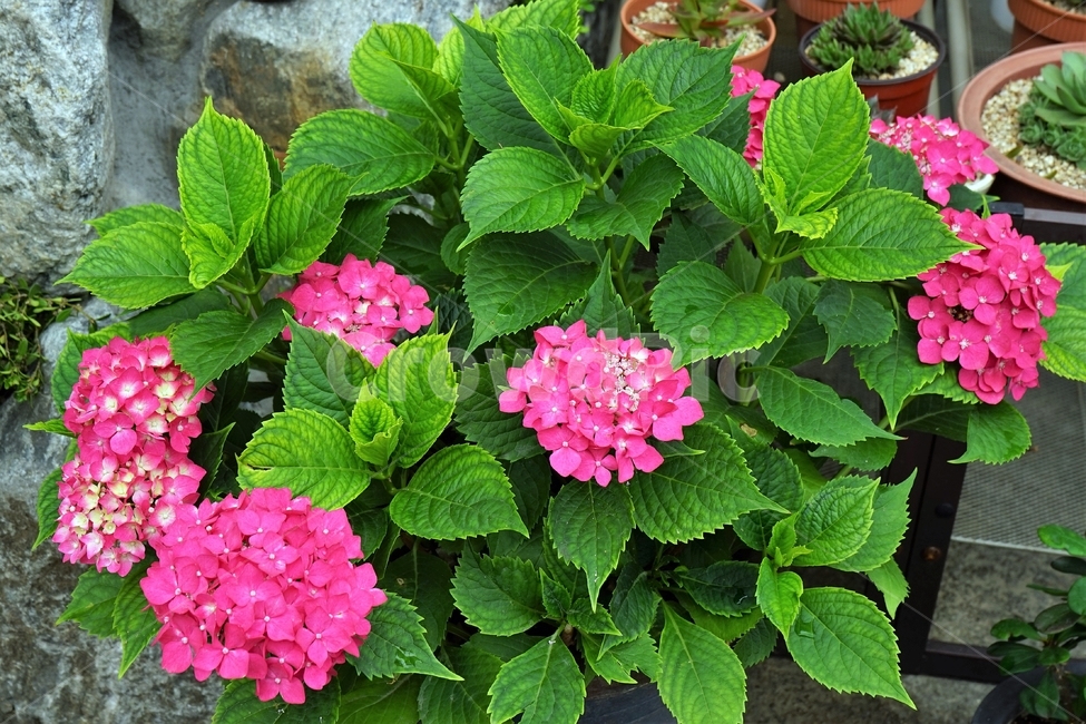 수국,개화,꽃,식물,분홍색,화분,자연,beautiful,plant,flower,산수국,꽃잎,수국꽃,sensible,plants,nature,감성,feeling,식물,자연,plants,nature,꽃,flower