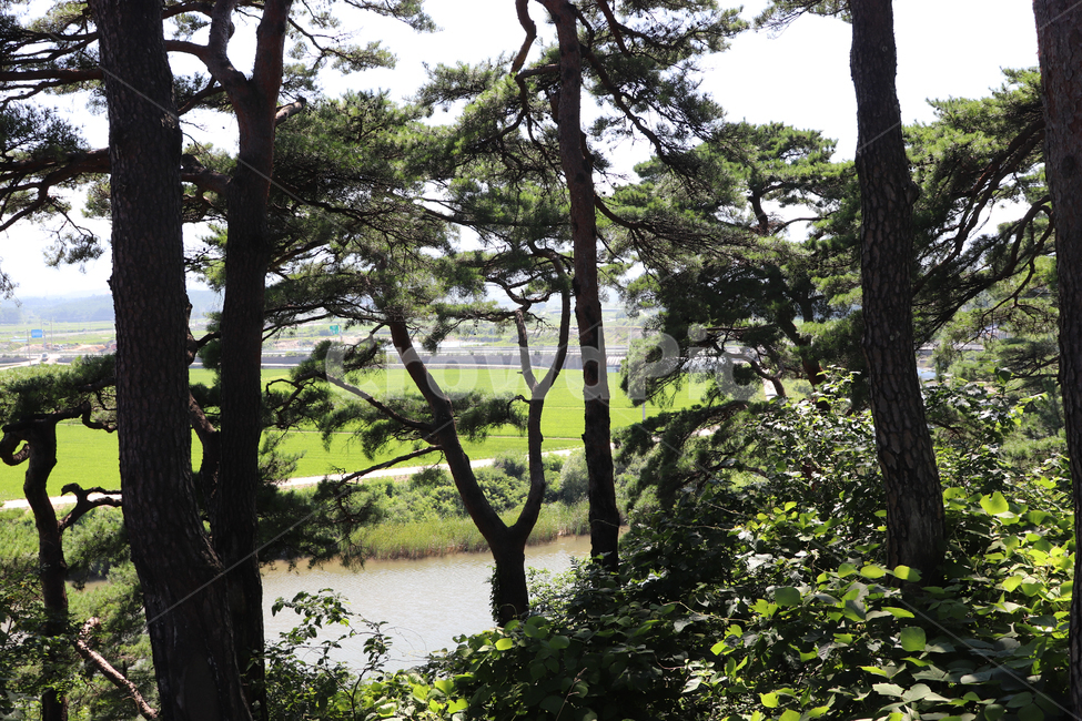 나무,식물,plant,tree,배경,자연,정원,녹색,background