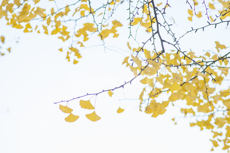 은행나무,가을,단풍,노랑,나무,가을단풍,감성,가을풍경,풍경,가을,계절,fall,autumn,season