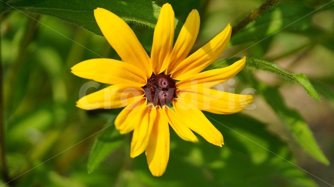 루드베키아,꽃,플라워,식물,자연,flower,nature,꽃사진,접사,macro,풍경,landscape,노랑,노란색,yellow,plants,스냅,스냅사진,snap,snapshot,식물,자연,plants,nature,꽃,flower
