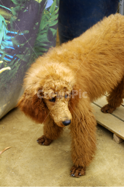 강아지,개,푸들,동물,반려견,동물,animal,포유류,mammal,개,강아지,dog,doggy