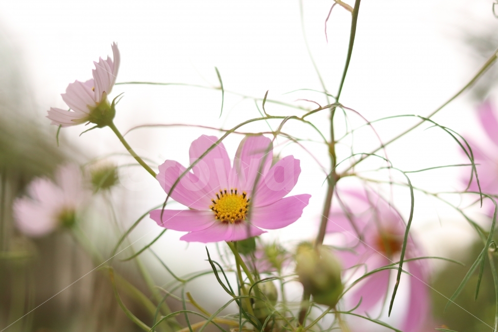 코스모스,cosmos,가을,가을꽃,flower,fall,autumn,하늘,sky,역광,캐논200D,canon200D,가을,계절,fall,autumn,season,식물,자연,plants,nature,꽃,flower,plant