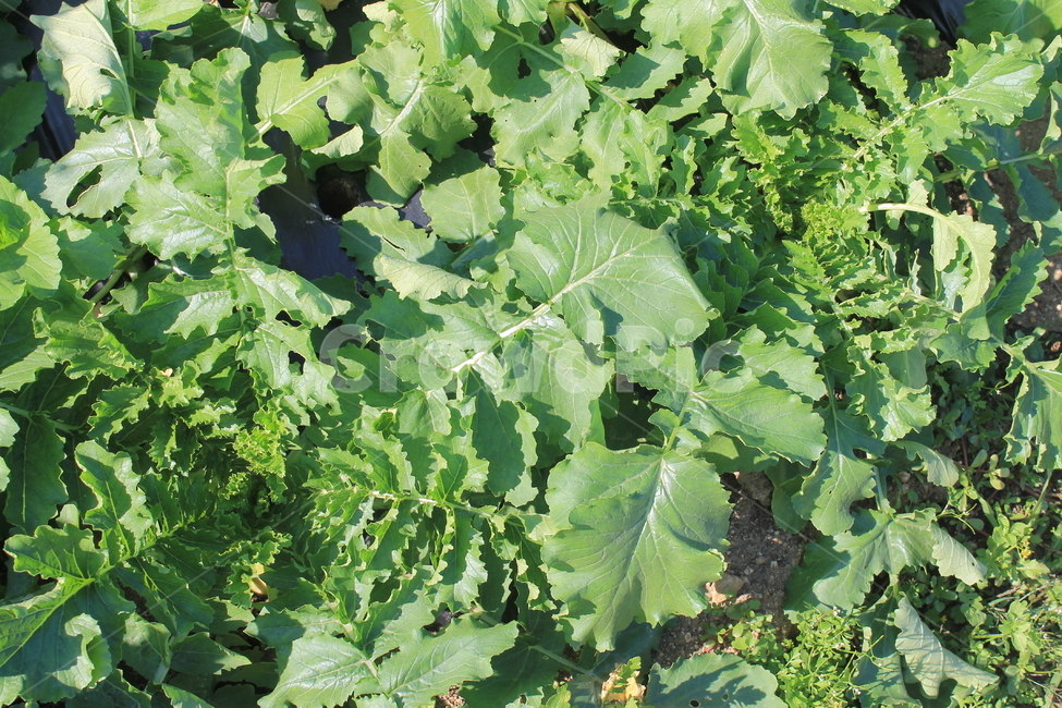 가을,무,autumn,fall,radish,daikon,plant,식물,cabbage,양배추,vegetable,야채,kale,케일,food,음식,채소,야채,vegetables