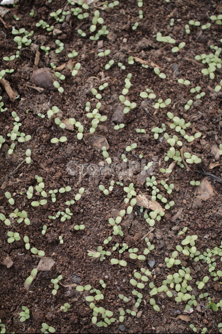 새싹,생명,봄,초록,풀잎,식물,계절,땅,흙,봄,계절,spring,season,식물,자연,plants,nature,ground,바닥,soil
