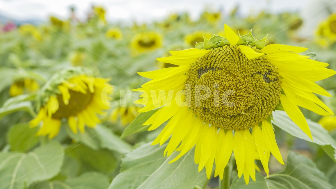 해바라기,표정,웃음,스마일,꽃,자연,식물,자연,plants,nature,꽃,flower