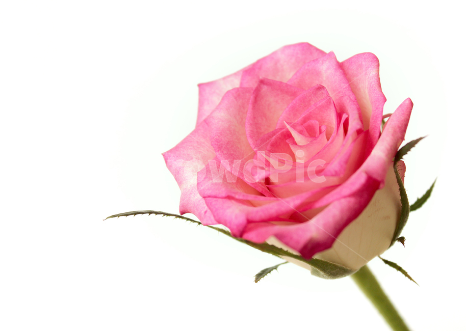 꽃,장미,장미꽃,핑크,생화,rose,flower,pink,신선한,식물,사랑,로맨스,love,romantic,roseflower,fresh,plant,흰배경,꽃,flower,누끼,remove background