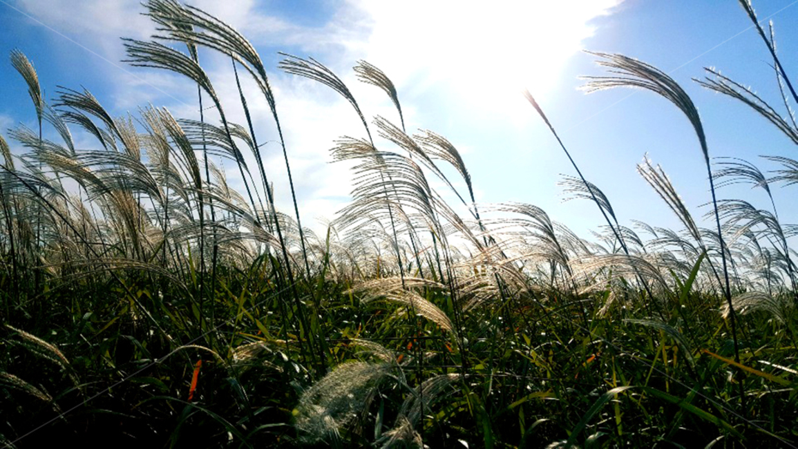 식물,잔디,grass,갈대숲,가을,autumn,빛,하늘,가을,계절,fall,autumn,season