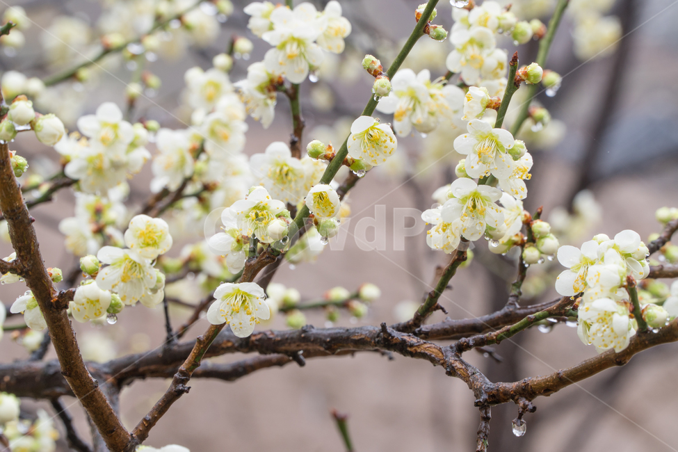 초봄,매화,꽃,봄,봄꽃,아름다움,감성,봄,계절,spring,season,식물,자연,plants,nature,꽃,flower,plant,blossom