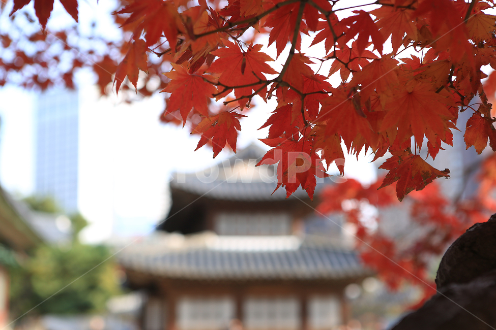 가을,단풍,덕수궁,궁,나무,fall,autumncolors,palace,tree,가을,계절,fall,autumn,season,한국전통,한국문화,korean traditional,korean culture,건축물,건물외관,exterior,building,structure,architecture,construction,leaf,잎,plant,식물,maple
