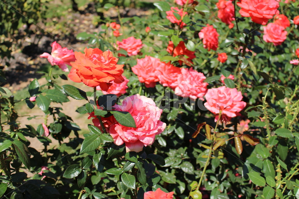 장미,rose,꽃,빨간색,장미꽃