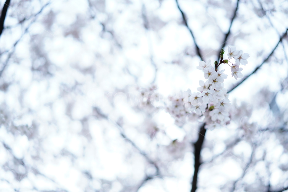 꽃,벚꽃,봄,계절,플라워,화이트,흰색,하얀색,생물,감성,느낌,식물,flower,spring,white,봄,계절,spring,season,식물,자연,plants,nature,꽃,flower,plant
