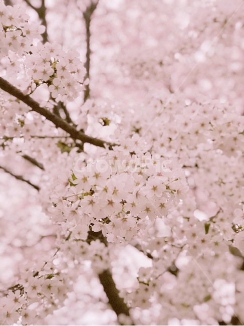 석촌호수,벚꽃,벚꽃축제,봄,분홍,봄,계절,spring,season,식물,자연,plants,nature,꽃,flower,plant,blossom