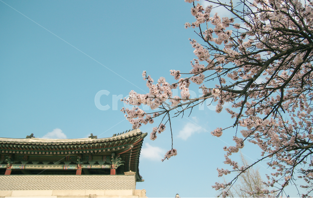 벚꽃,고궁,경복궁,꽃,풍경,봄,계절,spring,season,한국전통,한국문화,korean traditional,korean culture,식물,자연,plants,nature,꽃,flower,감성,sensible,feeling,건축물,건물외관,exterior,building,structure,architecture,construction,plant
