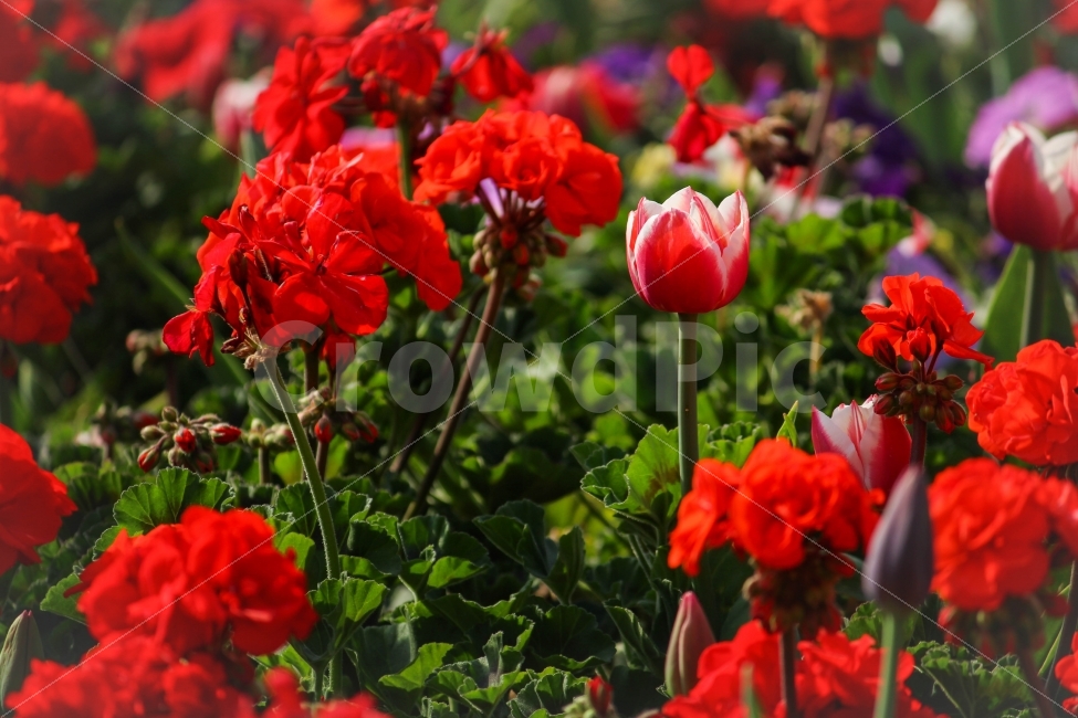 튤립,식물,자연,봄,꽃,빨강,봄,계절,spring,season,식물,자연,plants,nature,꽃,flower,geranium,제라늄,blossom,plant