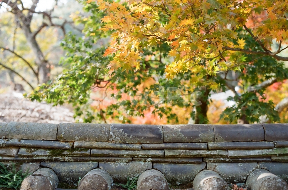 가을,담양,소쇄원,식영정,풍경사진,landscape,출사,가을풍경,단풍,은행,감성,쓸쓸함,필름사진,필름,기와,담벼락,담너머,가을,계절,fall,autumn,season,한국전통,한국문화,korean traditional,korean culture,건축물,건물외관,exterior,building,structure,architecture,construction,tree,나무,plant,식물