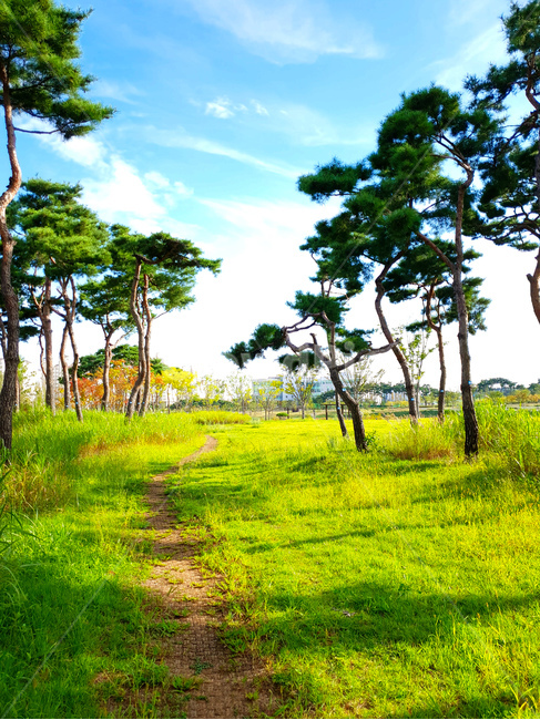 소나무,공원,초록,잔디,하늘,풍경,자연,풍경,nature,landscape,outdoors,옥외,grassland,목초지,field,들