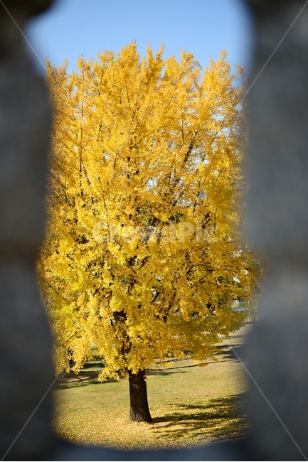 가을,은행나무,자연,노랑,은행,가을,계절,fall,autumn,season