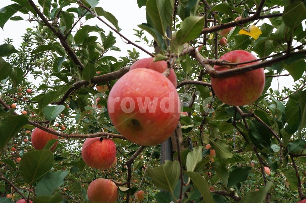 사과,결실,과일,빨간사과,가을,과수원,풍요,과일,열매,fruit