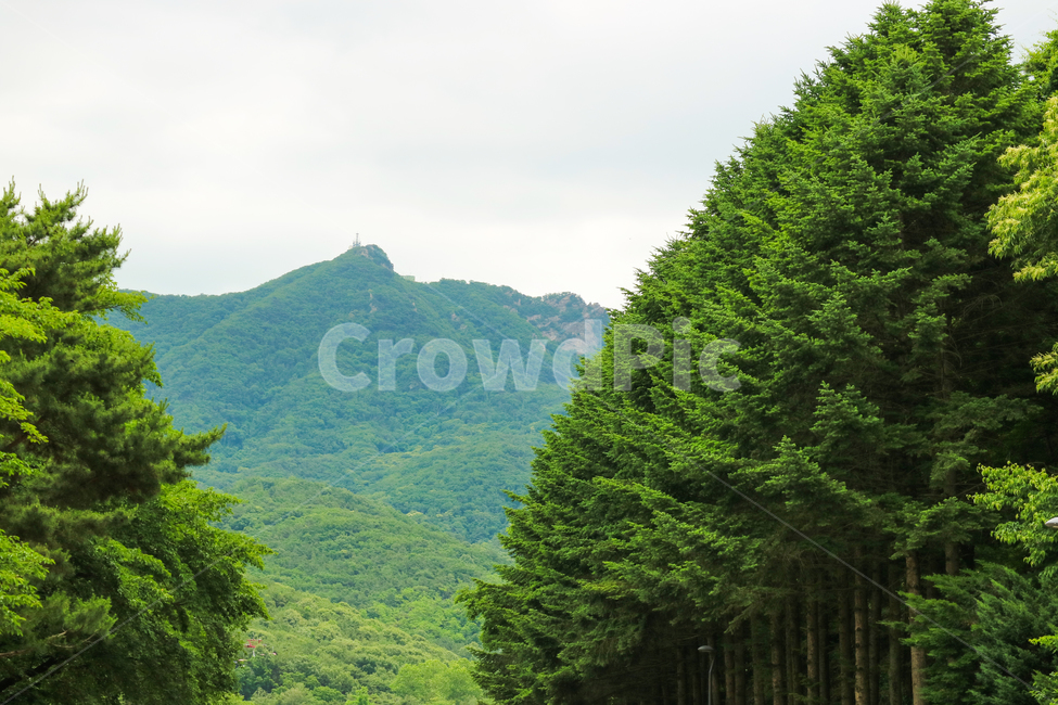 산,나무,자연,풍경,자연풍경,산능선,숲,군락지,초록,여름,계절,한국풍경,한국,대한민국,자연,풍경,nature,landscape,tree,plant,식물,fir,전나무,outdoors,옥외
