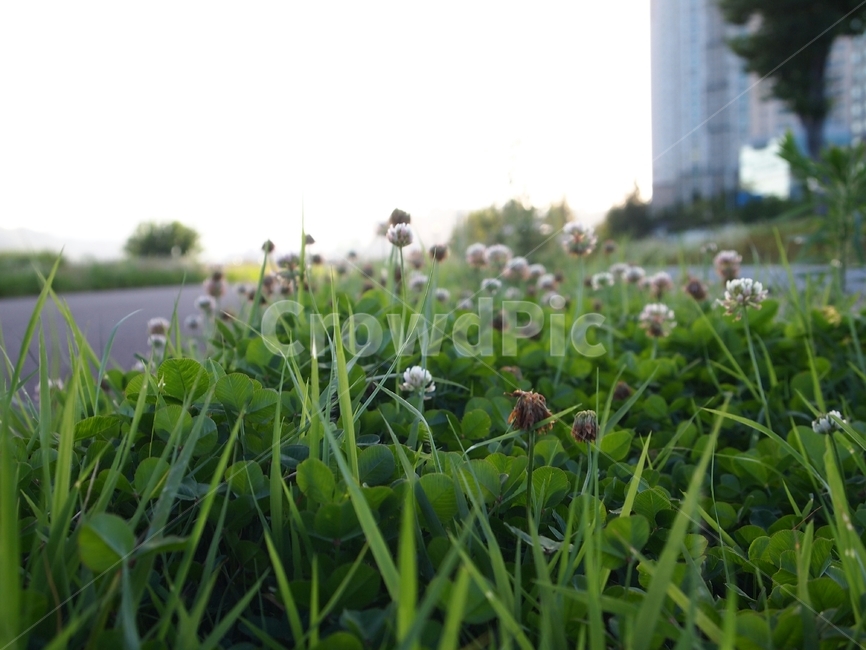풀,꽃,산책로,나무,아웃포커싱,식물,자연,plants,nature,꽃,flower